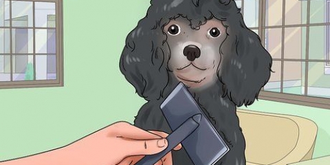 Cuidando da pelagem de um poodle