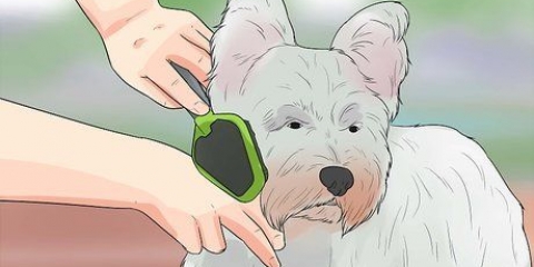 Preparando o casaco de um westie