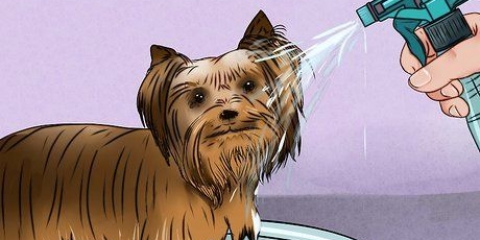Preparando o pelo de um yorkshire terrier