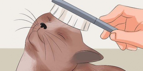 Deixando o pelo do seu gato macio e brilhante
