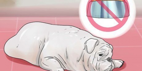 Tratando a diarreia em um cão