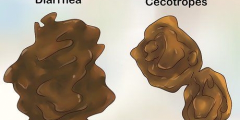 Tratamento da diarreia em coelhos