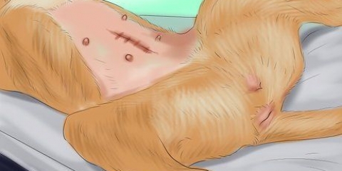 Determinando a gravidez em seu cão