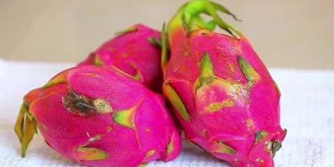 Comer fruta do dragão (pitaya)