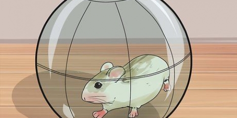 Impeça que hamsters anões roam as barras