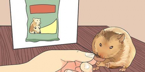 Alimentação de hamsters anões