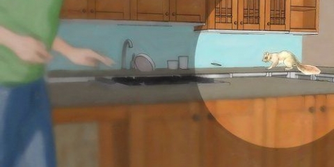 Remova os esquilos de sua casa