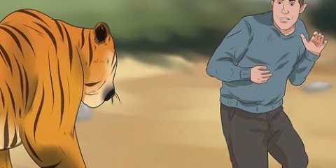 Sobrevivendo a um ataque de tigre