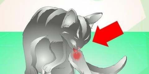 Tratando um abscesso em um gato