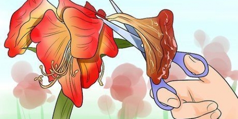 Fazendo uma amarílis florescer novamente