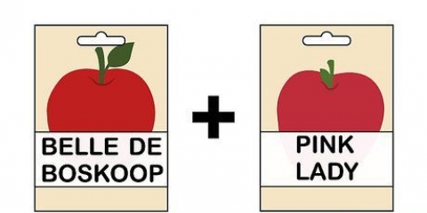 Cultivando uma macieira a partir de uma semente