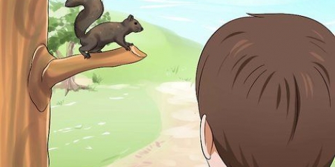 Criando um esquilo bebê
