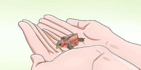 Criando um pardal de casa bebê