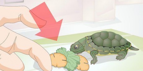 Alimentando uma tartaruga bebê