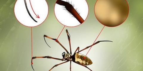 Reconhecendo uma aranha de banana