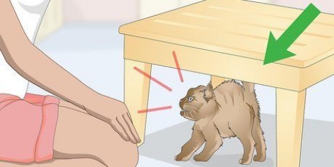 Criando laços com um gato bravo ou assustado