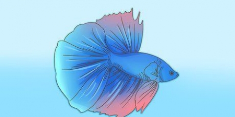 Formando um vínculo com seu peixe betta