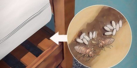 Identificando uma infestação de percevejos