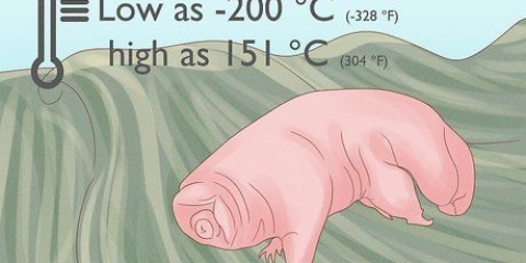 Encontrar e cuidar de um tardígrado como animal de estimação