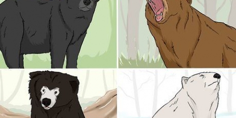 Sobrevivendo a um ataque de urso