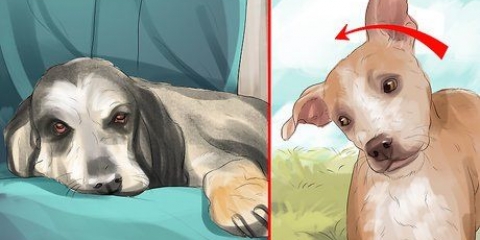 Tratando um derrame em cães