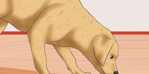 Reconhecendo um avc em cães