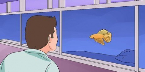 Ajudando um peixe betta a viver mais