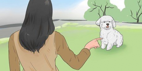 Treinando um bichon frisé
