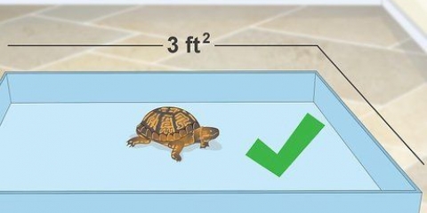 Criando um habitat interno para um terrapene