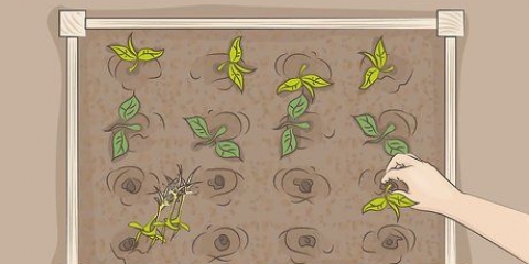 Iniciando uma horta orgânica