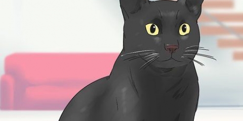 Identificando um gato de bombaim