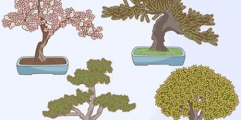 Cultivando e cuidando de uma árvore bonsai