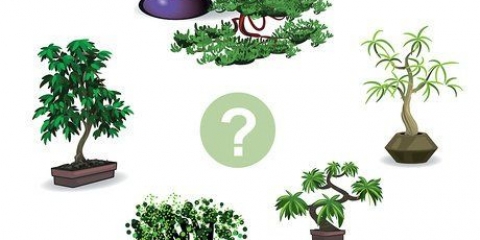 Cultivando uma árvore bonsai