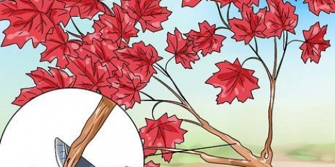 Fazendo uma árvore bonsai de bordo japonês
