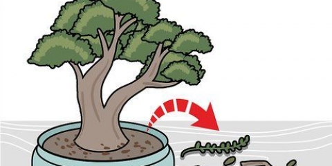 Poda de um bonsai