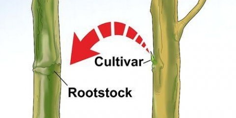 Enxertando uma árvore