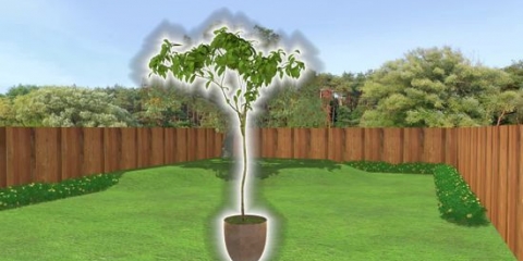 Plante uma árvore