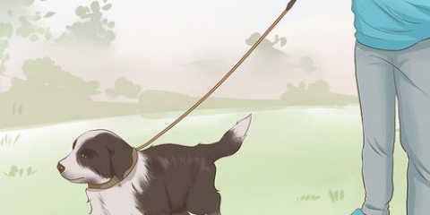 Treinando um filhote de border collie