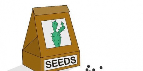 Cultivando um cacto