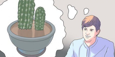 Replantar um cacto