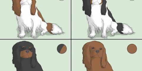 Escolhendo um cavalier king charles spaniel