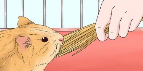 Alimentando um porquinho da índia