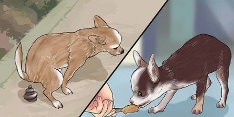 Potty treinando um chihuahua