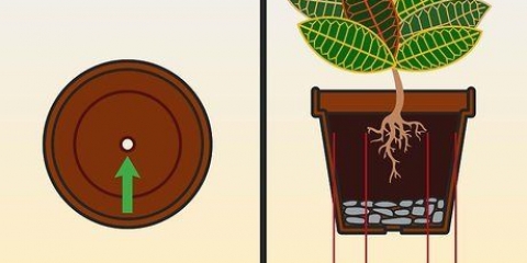 Cuidando de um croton