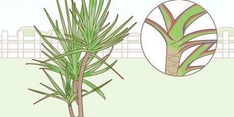 Cuidando de uma dracaena