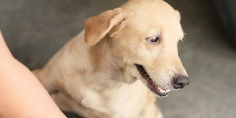 Pele seca calmante em cães