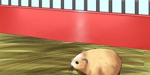 Como domar um hamster anão