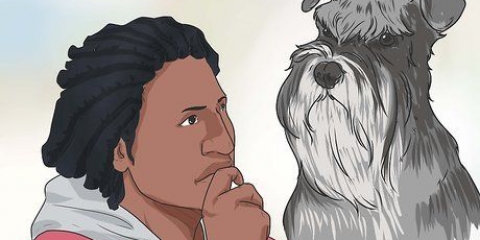 Criando um schnauzer miniatura