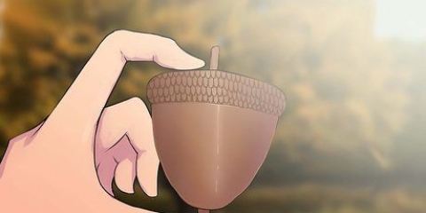Cultivando um carvalho plantando uma bolota