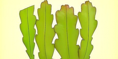 Cultivando um epiphyllum cactus